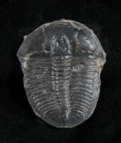 Elrathia Trilobite - Utah #9168